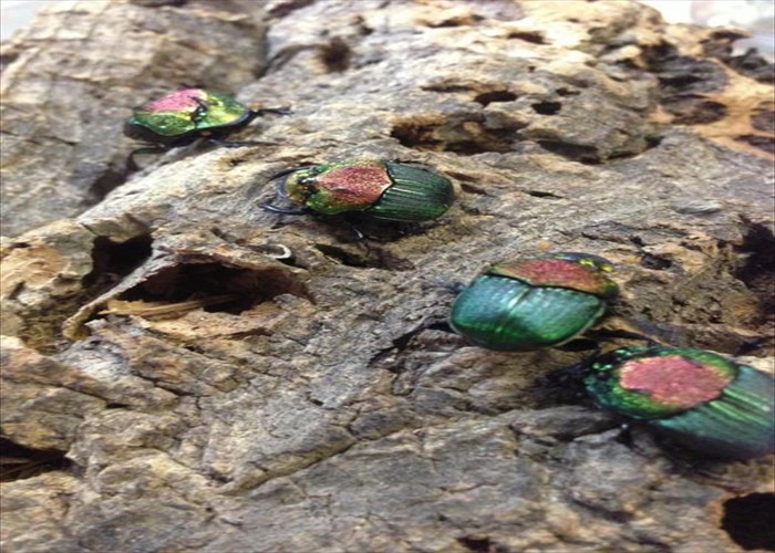 P. Vindex Dung Beetles
